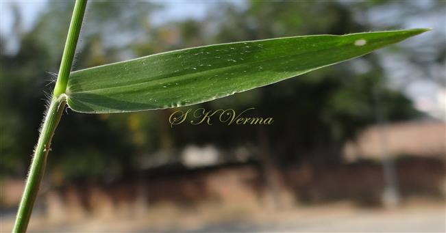  Leaf with upper surface pubescent